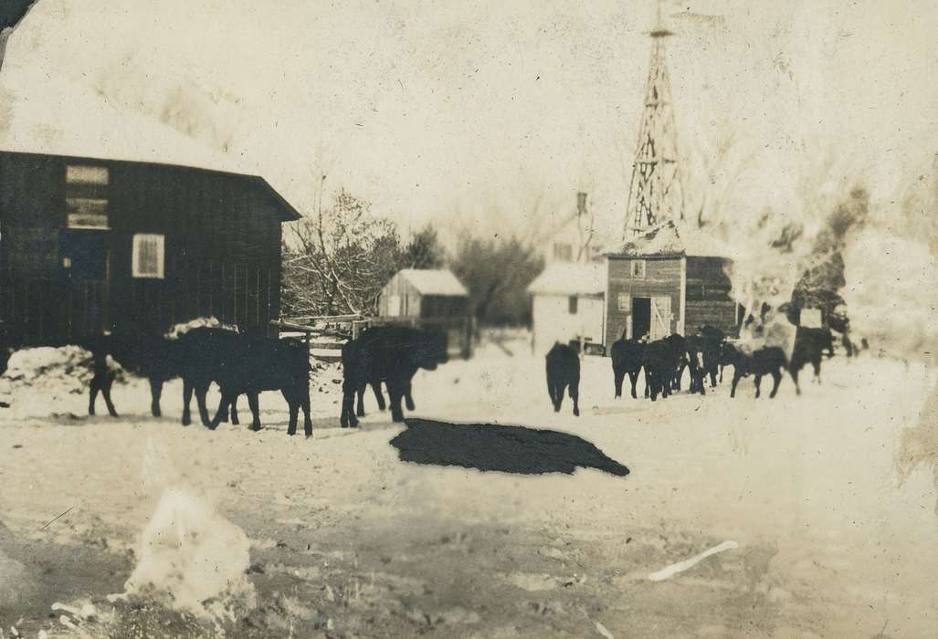 IA, Iowa, cattle, Animals, Barns, Neessen, Ben, history of Iowa, snow, Iowa History