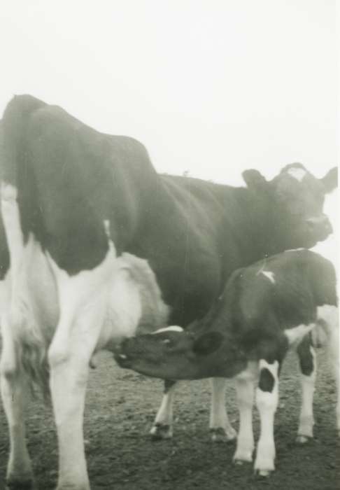 Animals, cow, Iowa History, Iowa, New Hampton, IA, Brus, Mildred, calf, history of Iowa