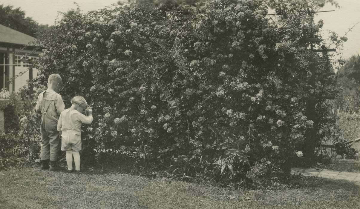 roses, history of Iowa, flower, McMurray, Doug, Iowa, girl, boy, Children, Webster City, IA, Iowa History, bush