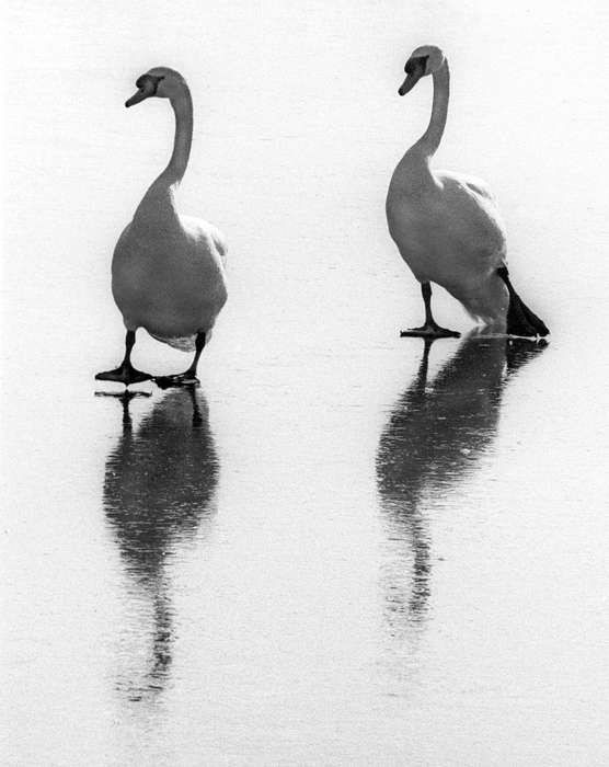 Animals, swan, Iowa History, Lakes, Rivers, and Streams, ice, Iowa, Lemberger, LeAnn, Ottumwa, IA, history of Iowa, Winter