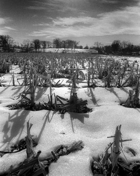 history of Iowa, Iowa History, Ottumwa, IA, Lemberger, LeAnn, Winter, corn, field, Iowa, Landscapes, Farms, snow