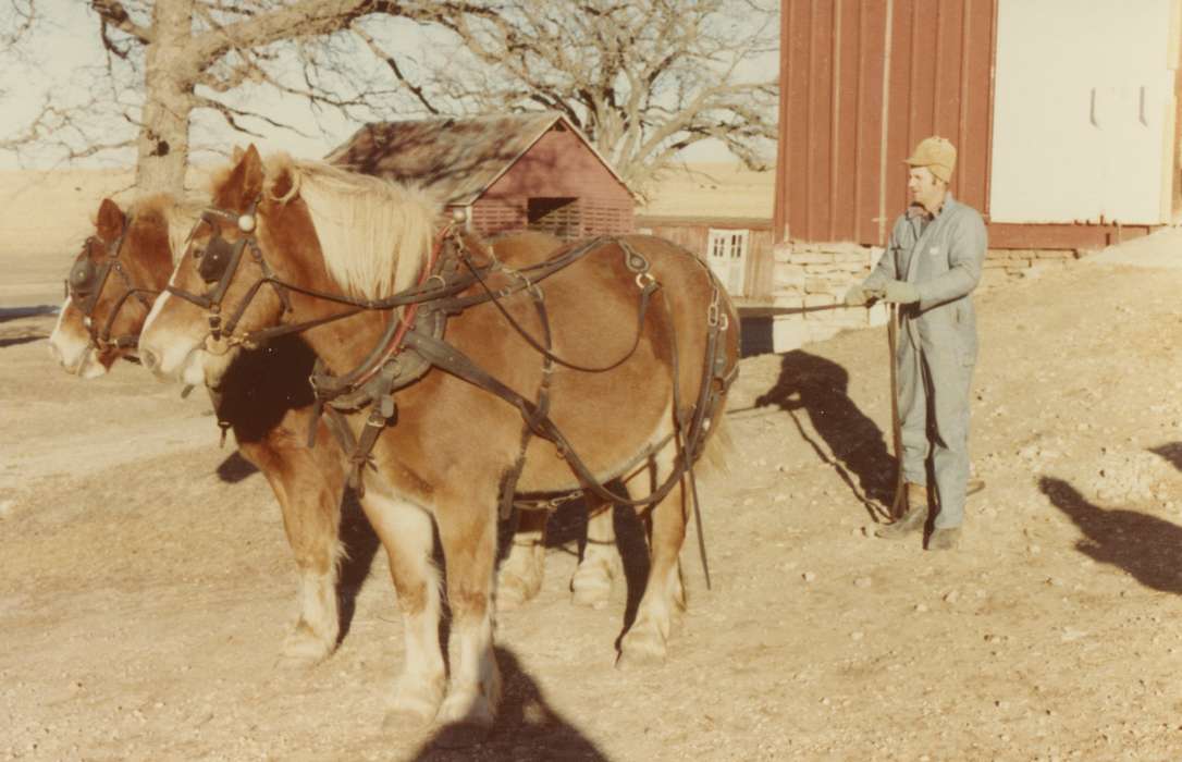 Animals, Iowa History, Iowa, Albion, IA, trees, horses, Farms, farmer, Farming Equipment, Siebring, Kathy, Barns, history of Iowa, rocks