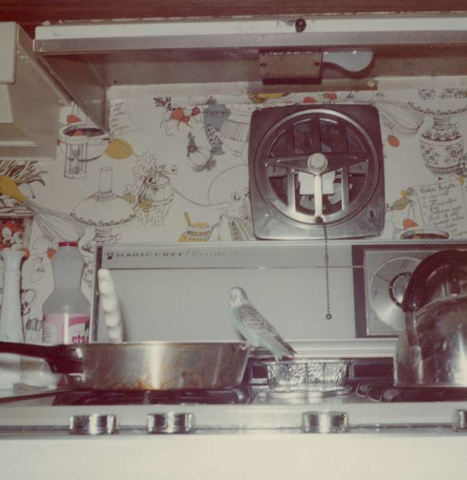 history of Iowa, kitchen, Iowa History, parakeet, Animals, stove, wallpaper, pet, Spilman, Jessie Cudworth, Iowa, Homes, bird, USA