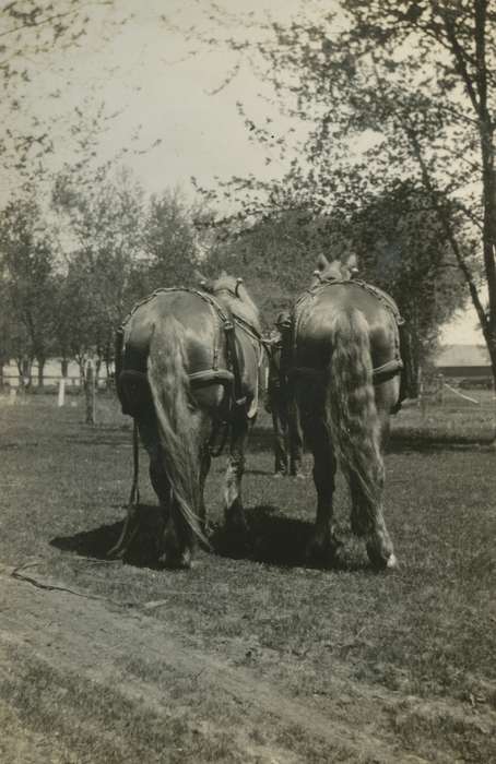 Animals, Iowa History, Mortenson, Jill, Iowa, Macey, IA, horse, Farms, history of Iowa