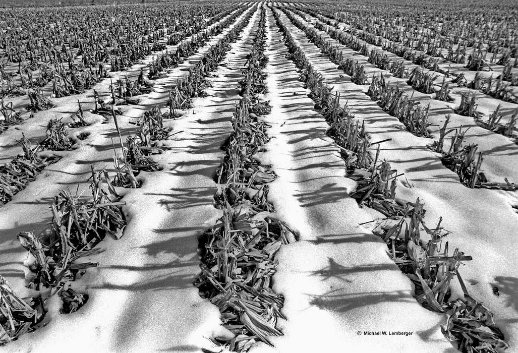 corn, Iowa History, Iowa, field, Lemberger, LeAnn, Ottumwa, IA, Farms, history of Iowa, snow, Landscapes, Winter