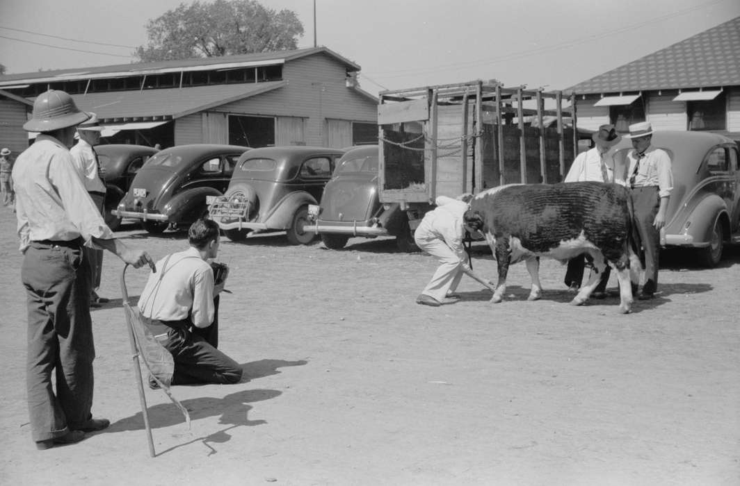 history of Iowa, Iowa History, Library of Congress, Motorized Vehicles, Animals, photographer, 4-h, bull, Fairs and Festivals, Iowa, champion, Labor and Occupations