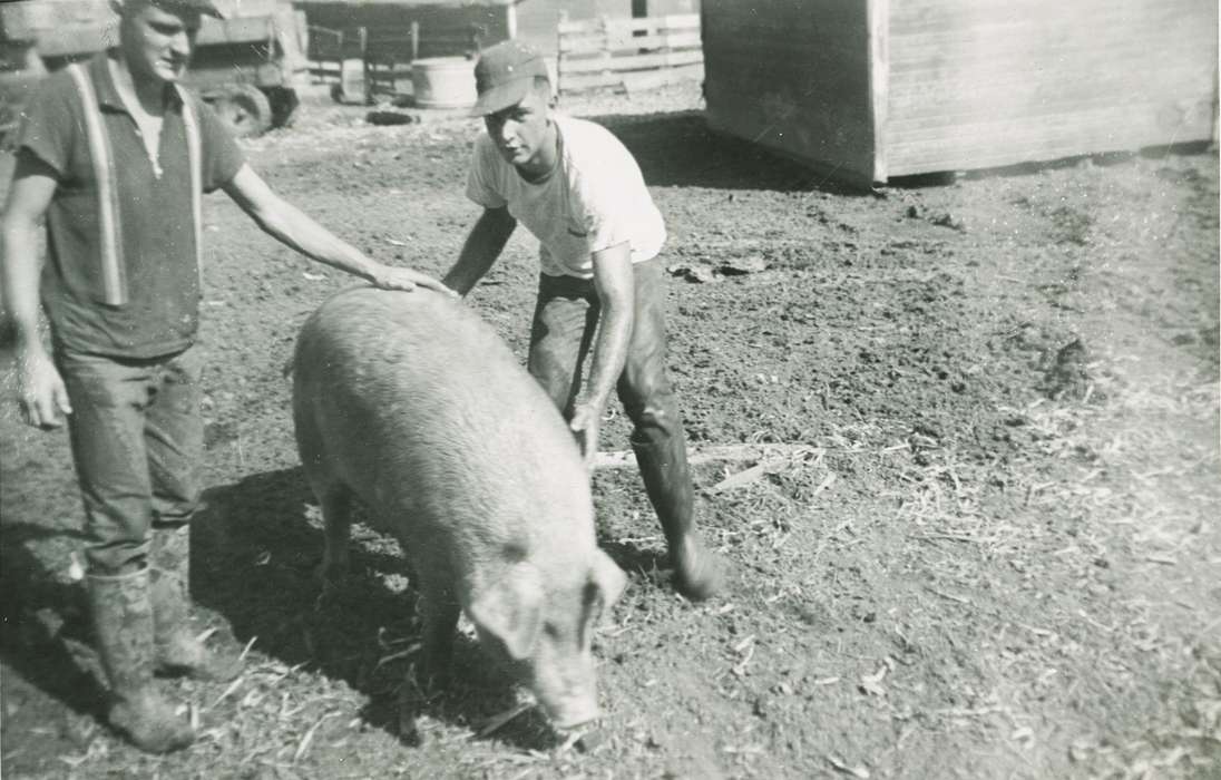 pig, Weber, Karen and Kenny, Animals, Iowa History, Iowa, boots, hog, Labor and Occupations, mud, Cedar Rapids, IA, Farms, farmer, history of Iowa