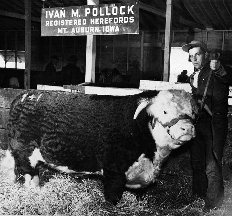 Iowa, Animals, Fairs and Festivals, hereford, Portraits - Individual, history of Iowa, Buch, Kaye, Auburn, IA, bull, Iowa History