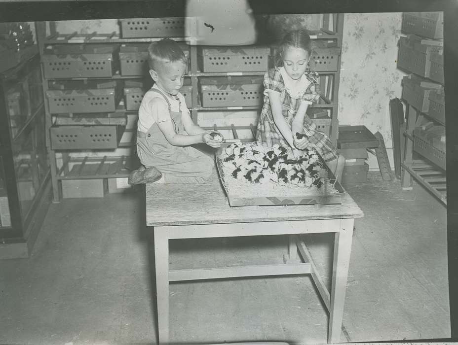 box, history of Iowa, Iowa History, chick, Webster City, IA, Animals, Iowa, Children, McMurray, Doug, dress, overalls