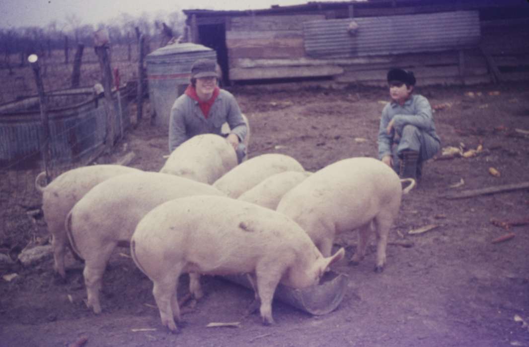 Mediapolis, IA, history of Iowa, Iowa History, pigs, Animals, hogs, Pate, Linda, hog, Iowa, Farms