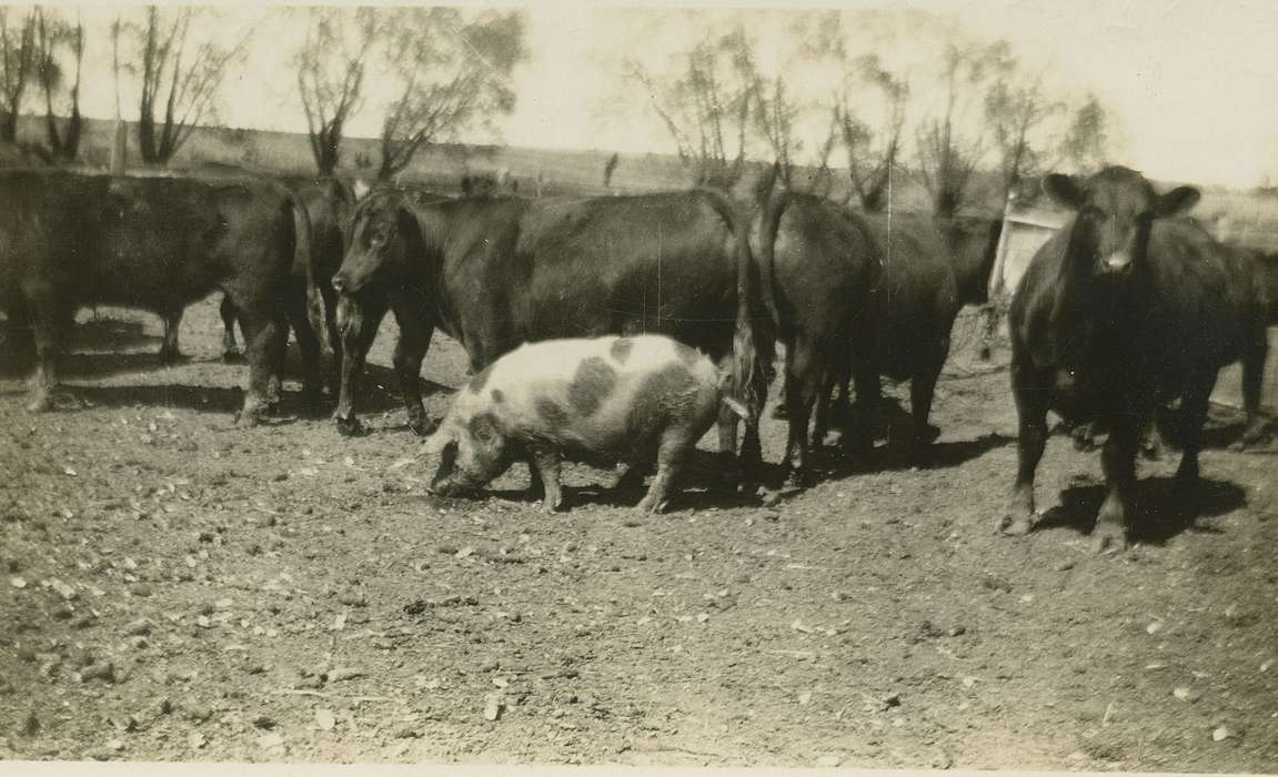 hog, pig, cow, Ackley, IA, history of Iowa, cows, Koch, Ethel Ann, Animals, Iowa, Iowa History