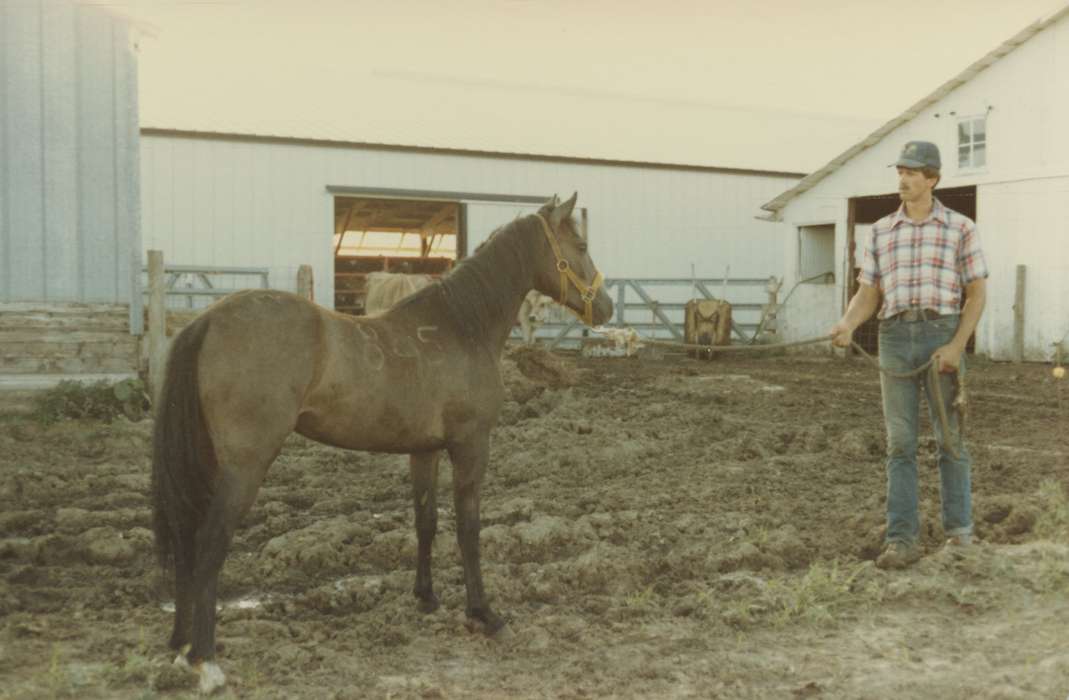 Animals, Iowa History, Iowa, Albion, IA, horse, Farms, Siebring, Kathy, blue jeans, Barns, history of Iowa