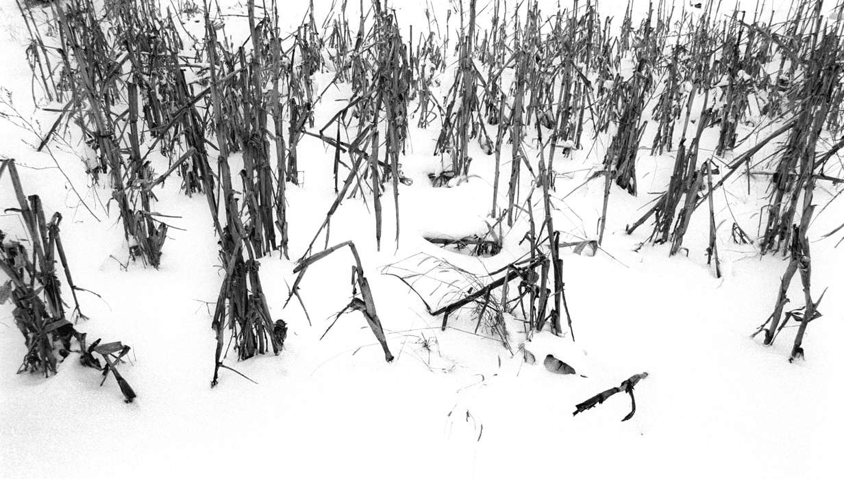 history of Iowa, Iowa History, Ottumwa, IA, Lemberger, LeAnn, Winter, corn, Iowa, Landscapes, snow