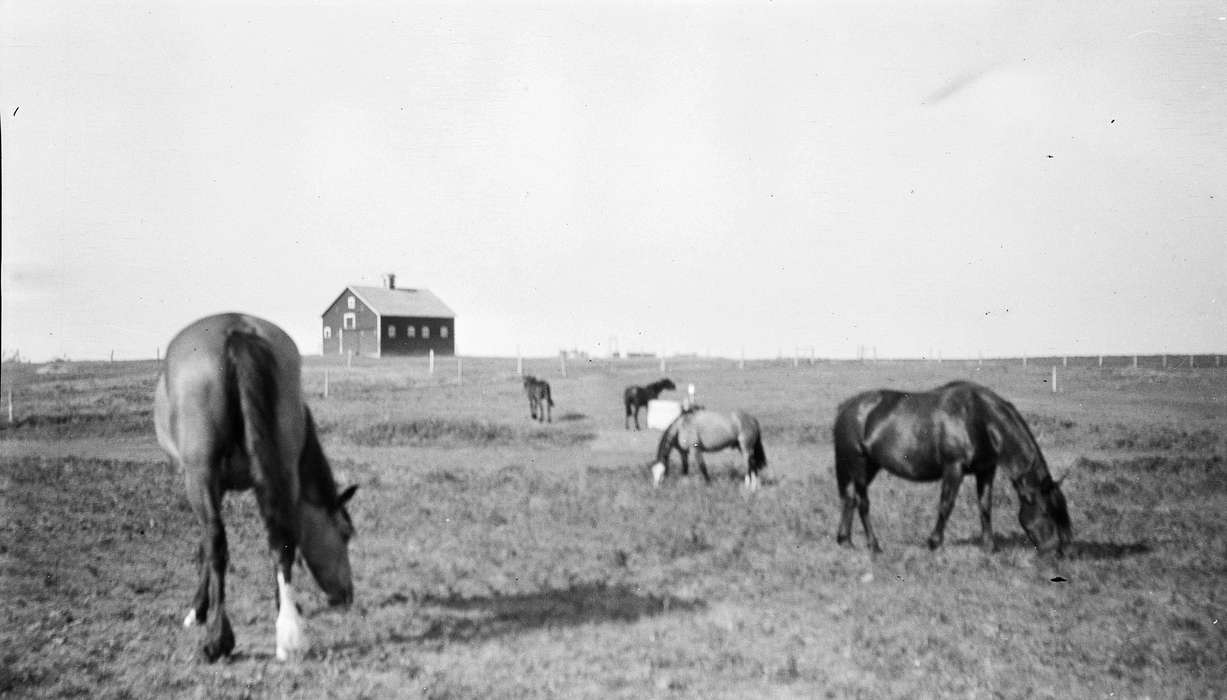 correct date needed, University of Northern Iowa Museum, Iowa, Animals, horse, Barns, MT, Farms, history of Iowa, Iowa History