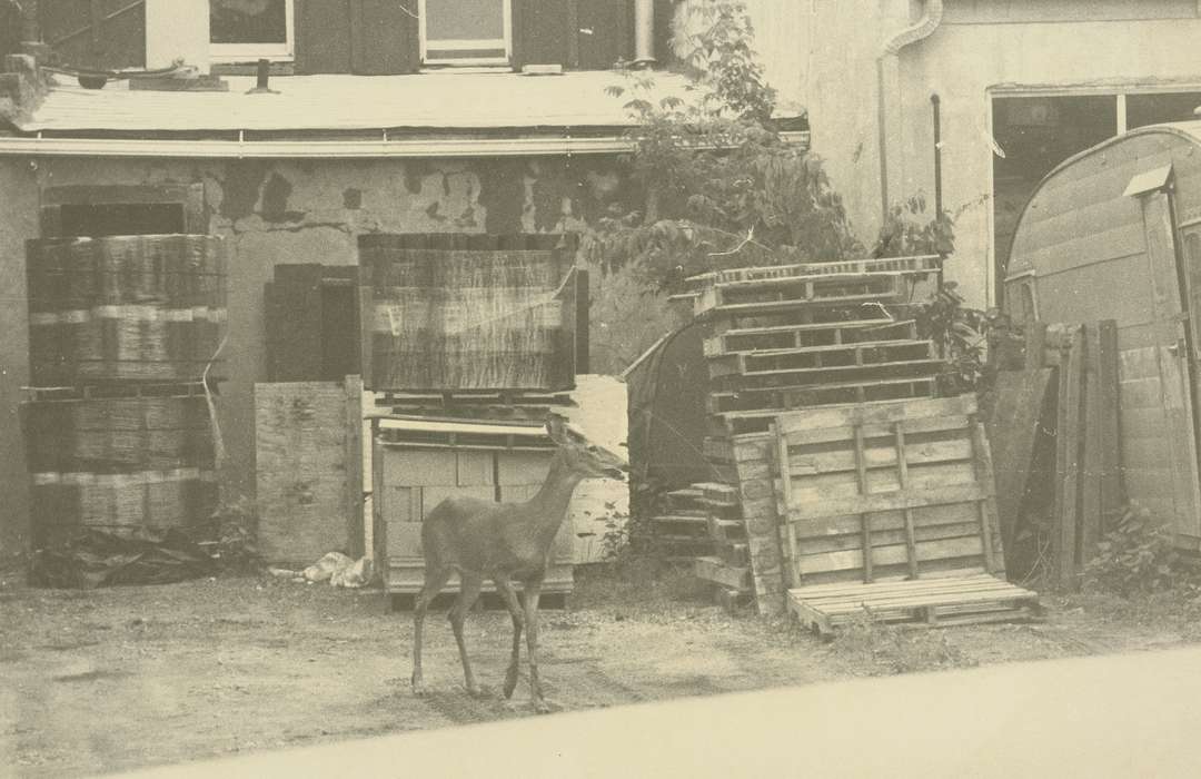 history of Iowa, Iowa History, wood pallet, Animals, Waverly, IA, building, Iowa, deer, Waverly Public Library