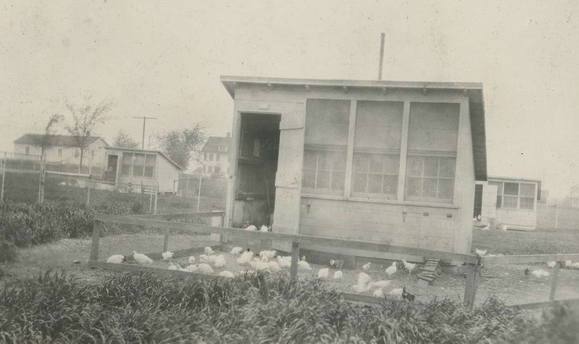 history of Iowa, Iowa History, Webster City, IA, Animals, chickens, chicken coop, Iowa, Farms, McMurray, Doug